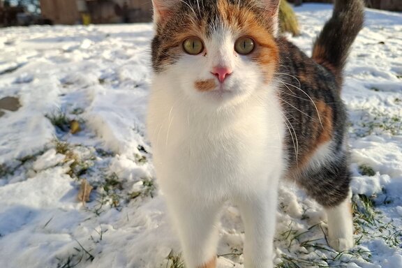 Bella.jpg 